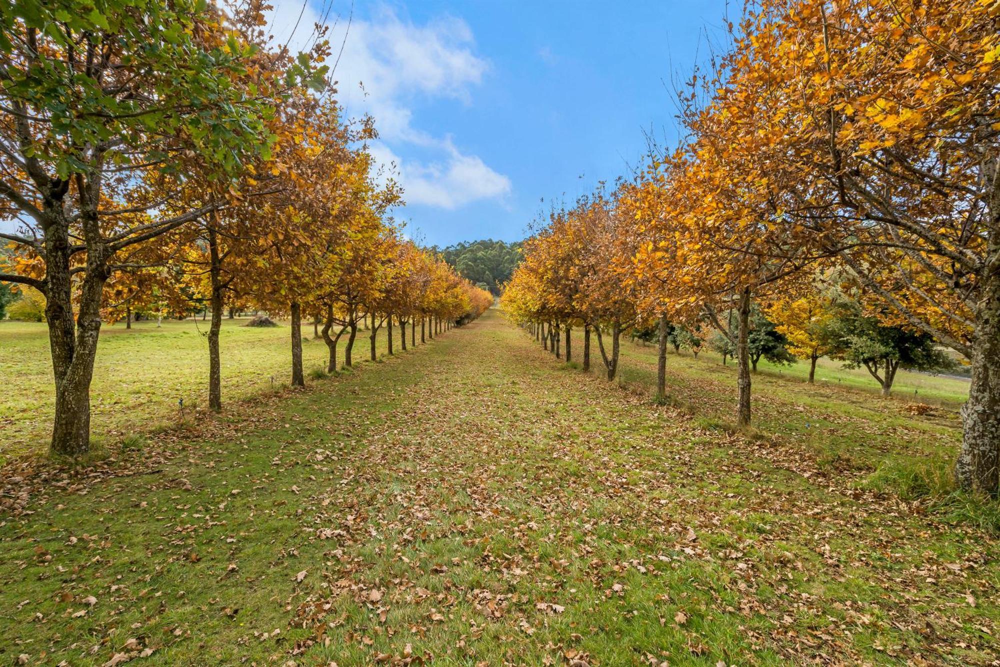 Blackwood Park Cottages Mole Creek Exterior photo