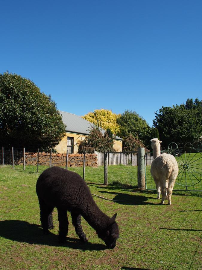 Blackwood Park Cottages Mole Creek Exterior photo
